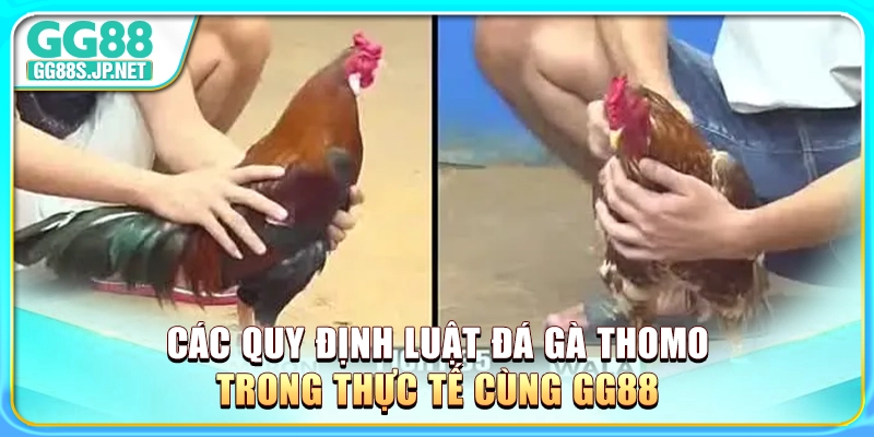 cac-quy-dinh-luat-da-ga-thomo-trong-thuc-te-cung-gg88