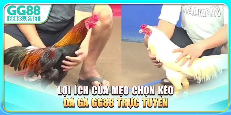 loi-ich-cua-meo-chon-keo-da-ga-gg88-truc-tuyen