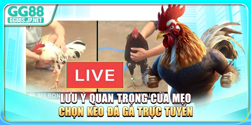 luu-y-quan-trong-cua-meo-chon-keo-da-ga-truc-tuyen