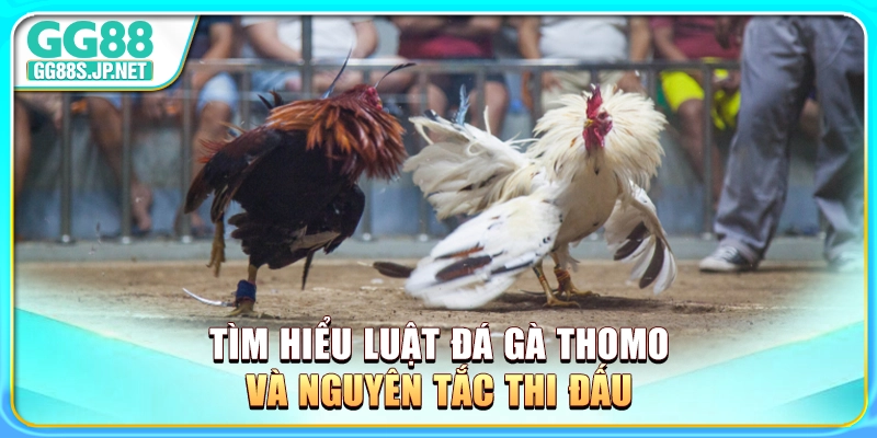 tim-hieu-luat-da-ga-thomo-va-nguyen-tac-thi-dau