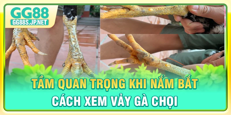 tam-quan-trong-khi-nam-bat-cach-xem-vay-ga-choi